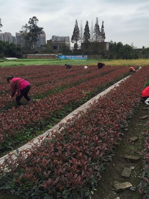 四川紅葉石楠價格、種植基地、批發電話【溫江區政興園藝場】